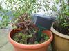 Plante Stick